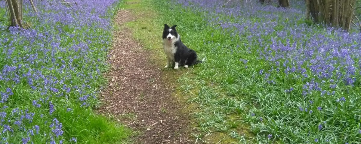 bluebell woods with dog
