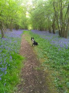 bluebell woods with dog
